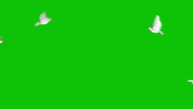绿布抠像鸽子飞过的预览图